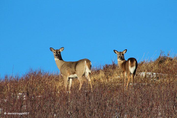 Wildlife camera